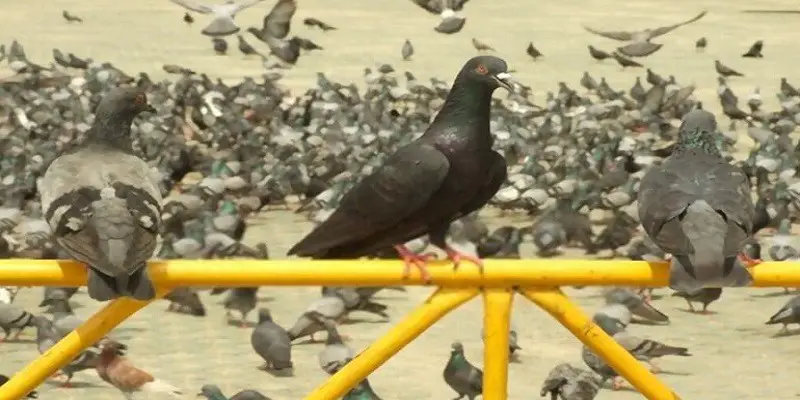 What Disease Does Pigeons Carry