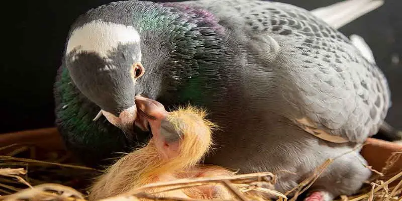 What Does A Baby Pigeon Look Like