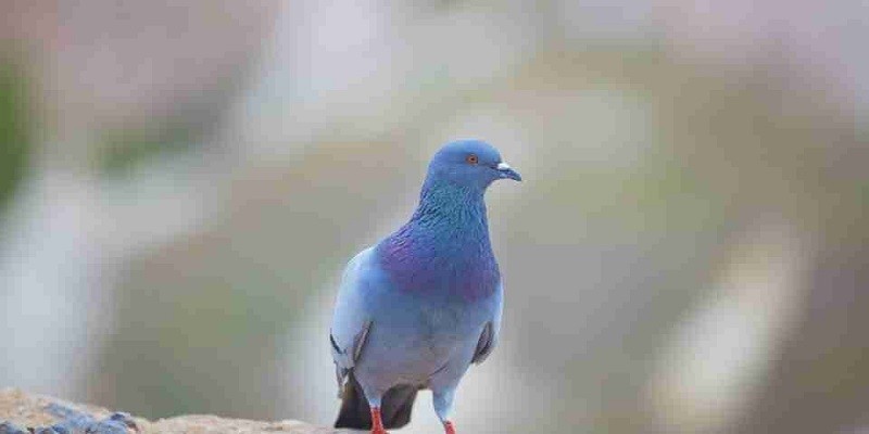 What Does A Pigeon Mean Spiritually