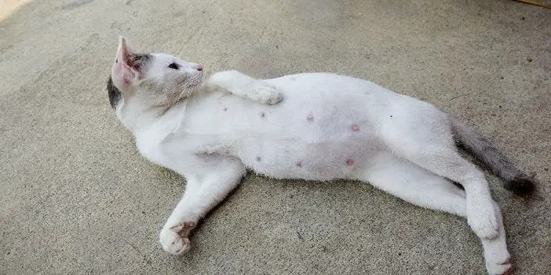 What Does A Pregnant Cats Nipples Look Like