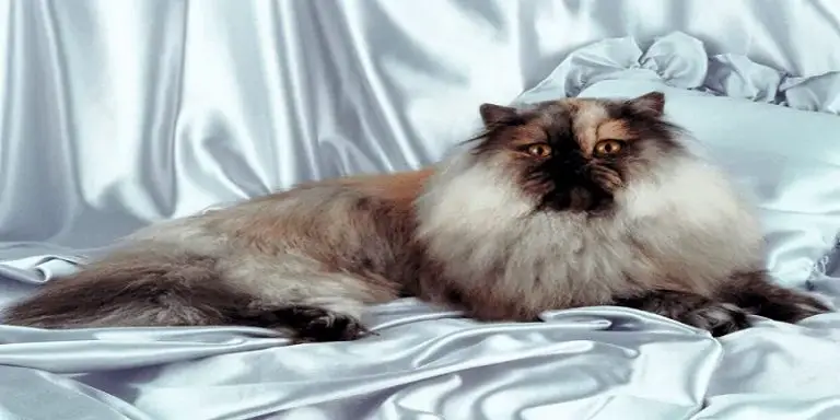 Why Are Persian Cats So Expensive?