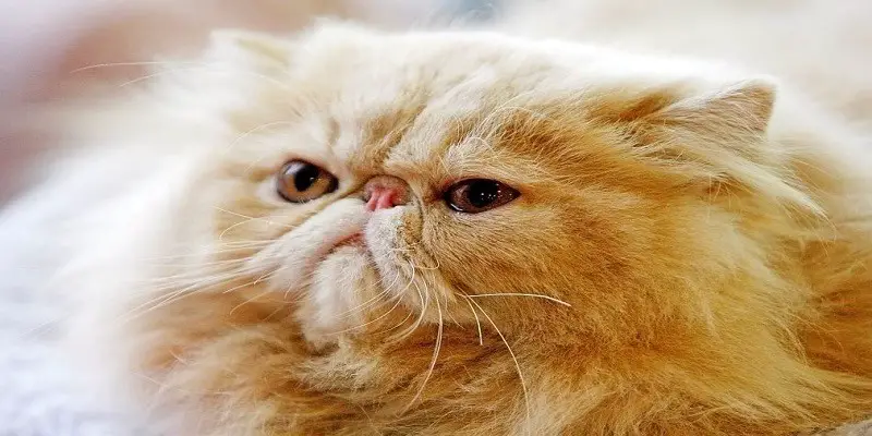 Why Are Persian Cats So Ugly