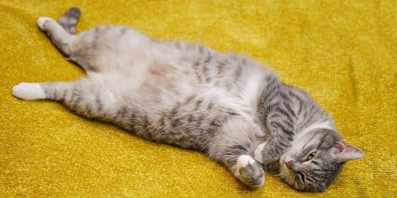 Why Cats Show Their Belly