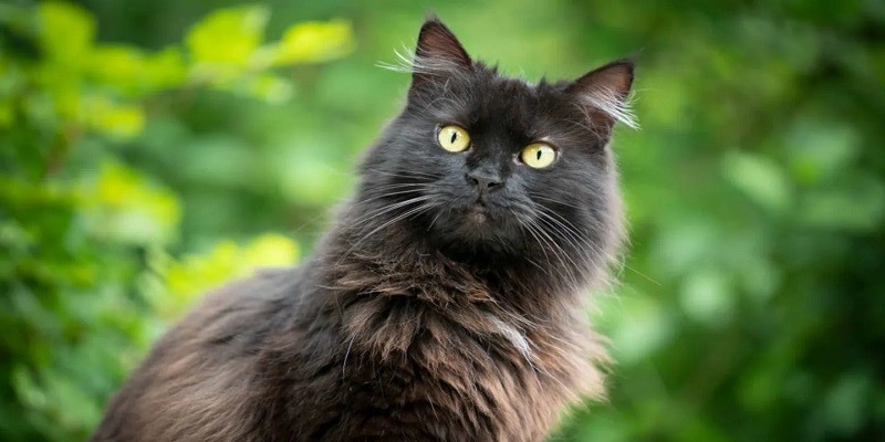 Why Do Black Cats Have White Hairs