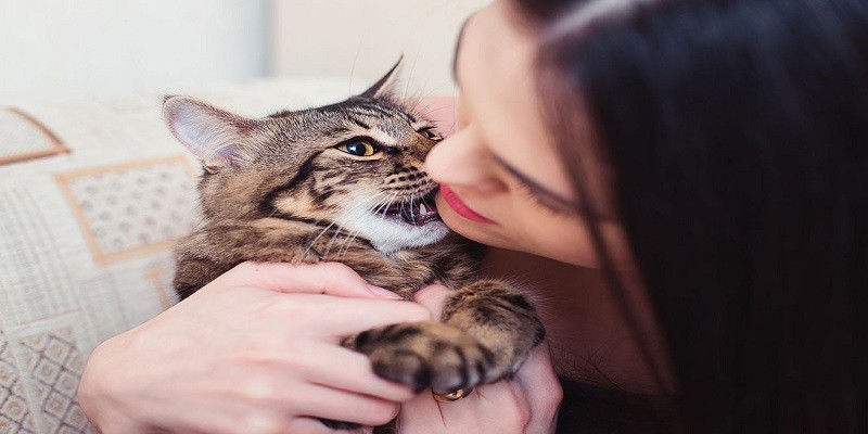 Why Do Cats Bite Your Chin