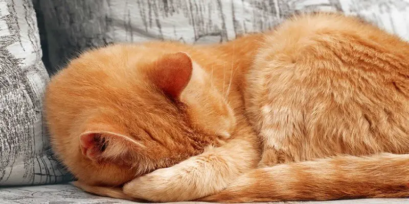 Why Do Cats Cover Their Face When They Sleep
