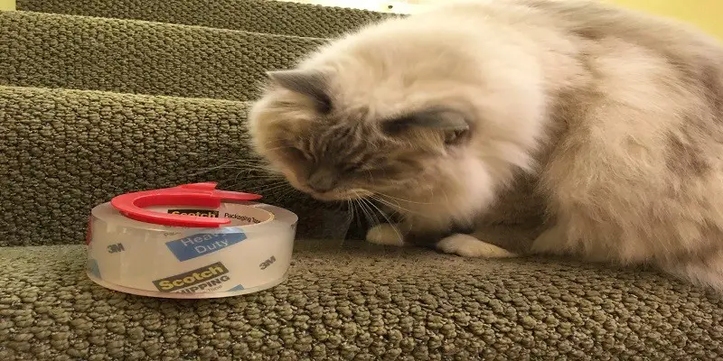 Why Do Cats Eat Tape