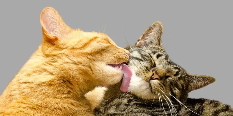 Why Do Cats Groom Each Other And Then Fight?