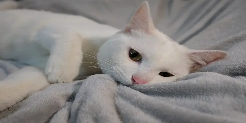 Why Do Cats Lick Blankets