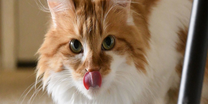 Why Do Cats Lick Their Nose