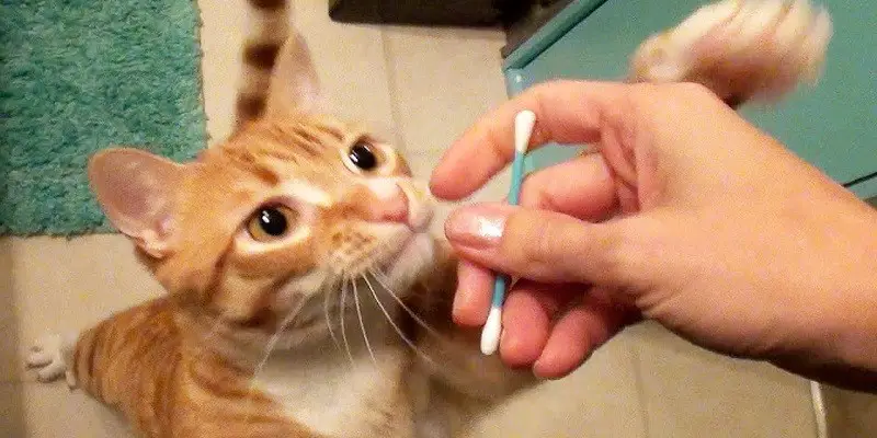 Why Do Cats Like Q Tips