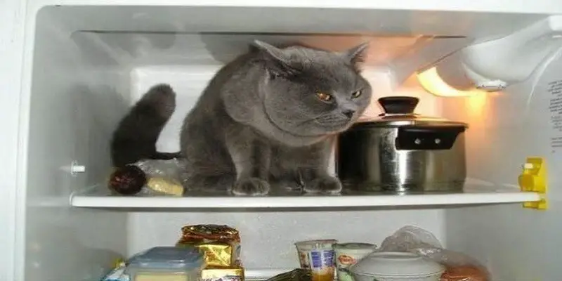 Why Do Cats Like Refrigerators?