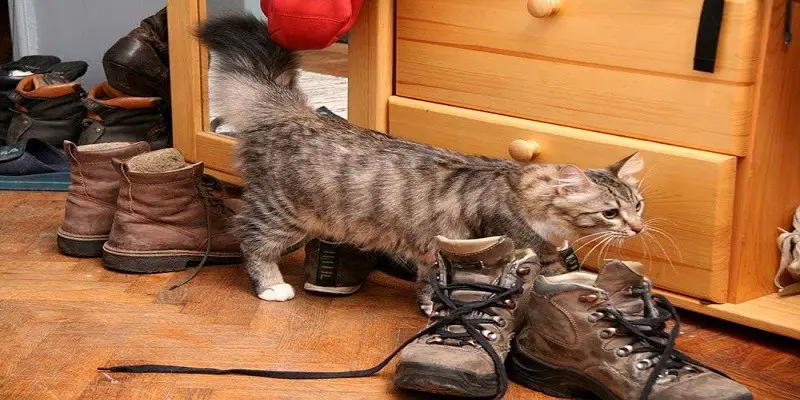 Why Do Cats Like Shoes