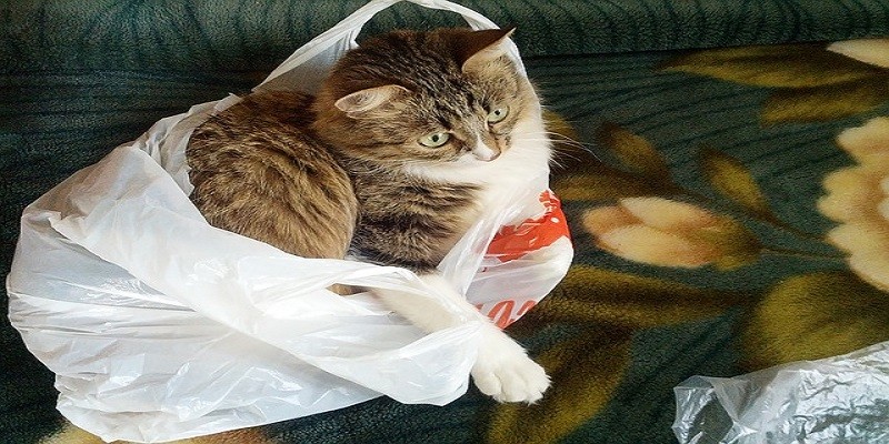 Why Do Cats Like To Sit On Plastic Bags