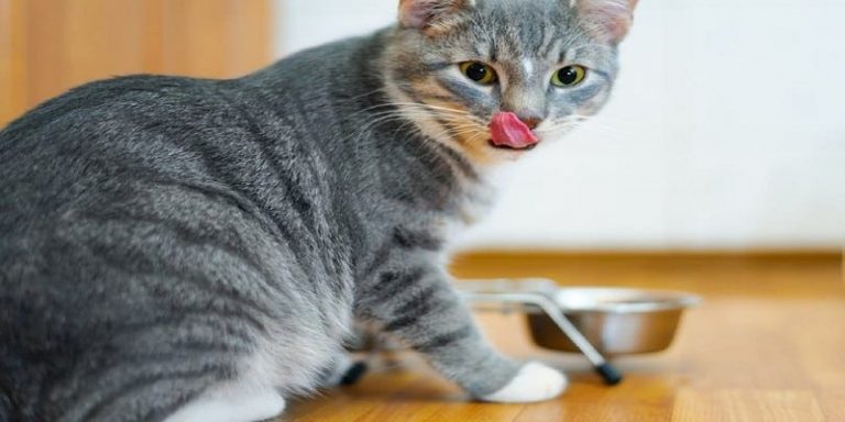 why-do-cats-meow-after-eating