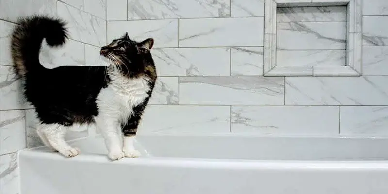 Why Do Cats Pee In The Shower