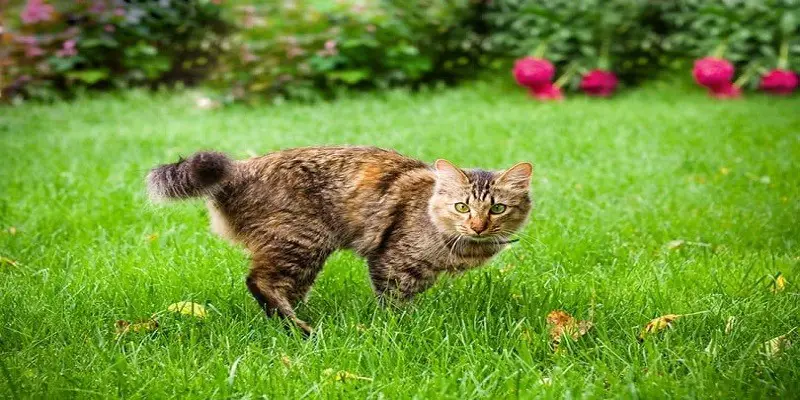 Why Do Cats Run Sideways