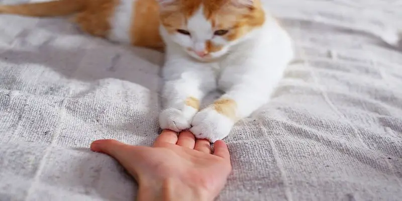 Why Do Cats Shake Their Paws