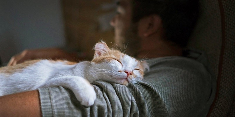 Why Do Cats Watch You Sleep