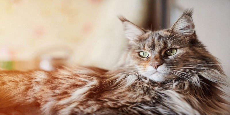 Why Do Maine Coons Have Ear Tufts