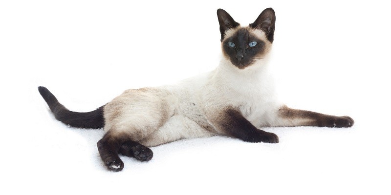 Why Do Siamese Cats Have Crooked Tails