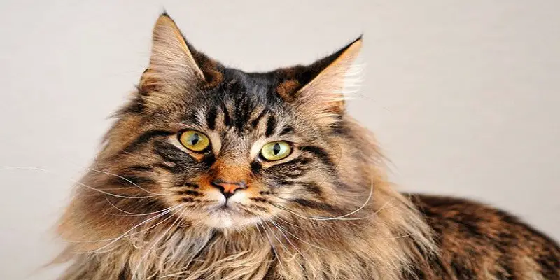 Why Is My Maine Coon Not Affectionate