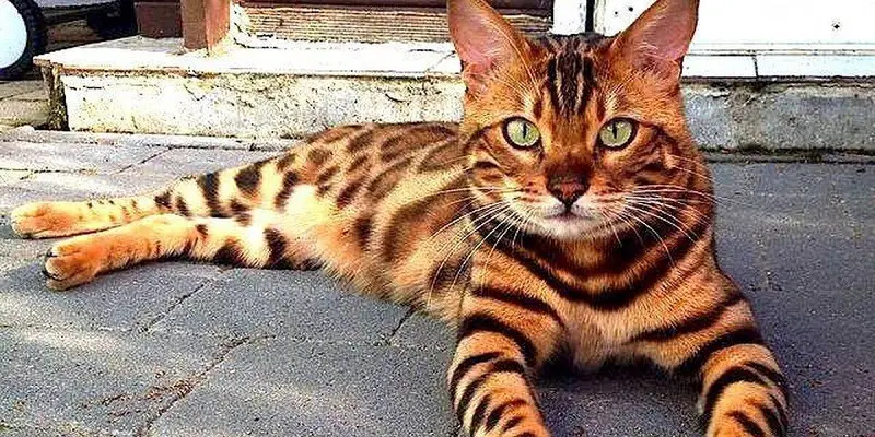 Why You Should Get A Bengal Cat