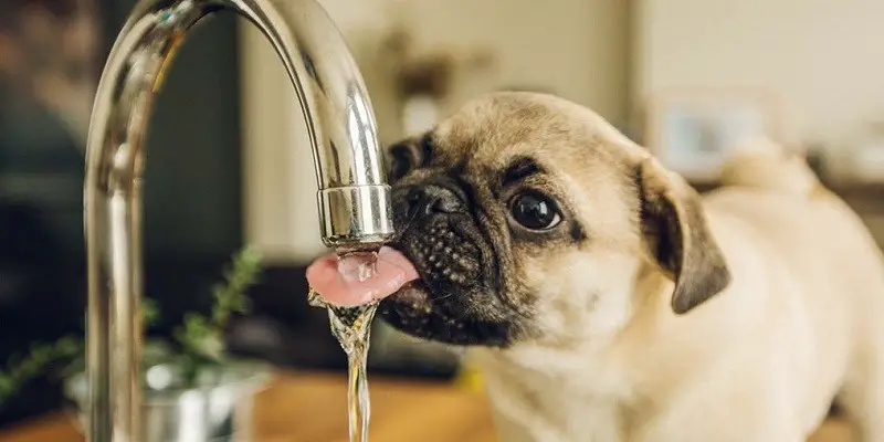 Effective Guides To Get Your Pet To Drink More Water