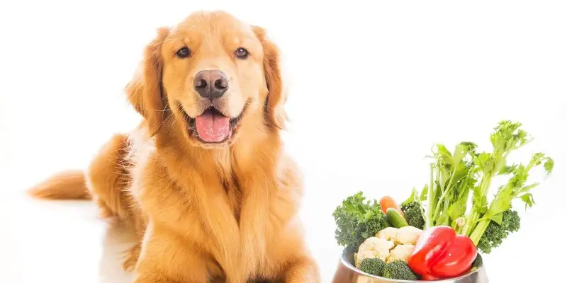 Give Your Dog Extra Nutrition with these Great Meal Toppers
