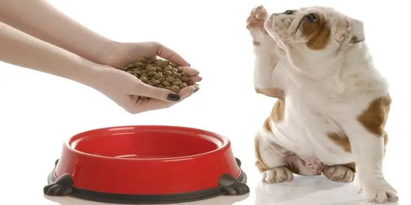 Why Tantrum Dog Food Is Best for Your Pet