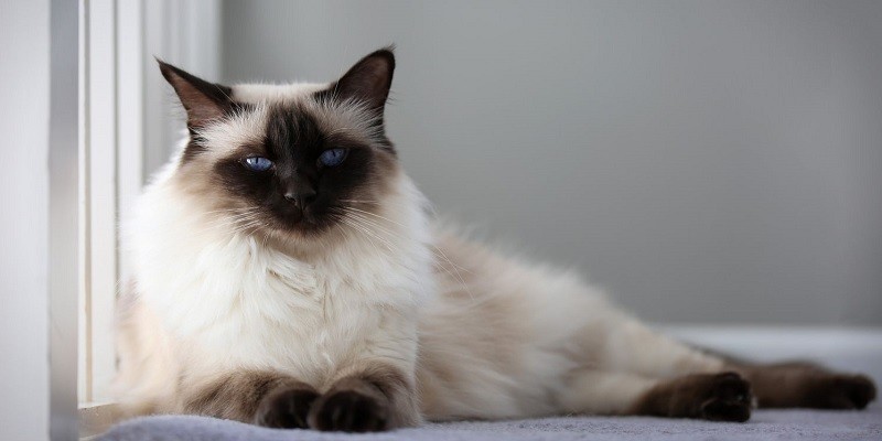 Are Balinese Cats Hypoallergenic?