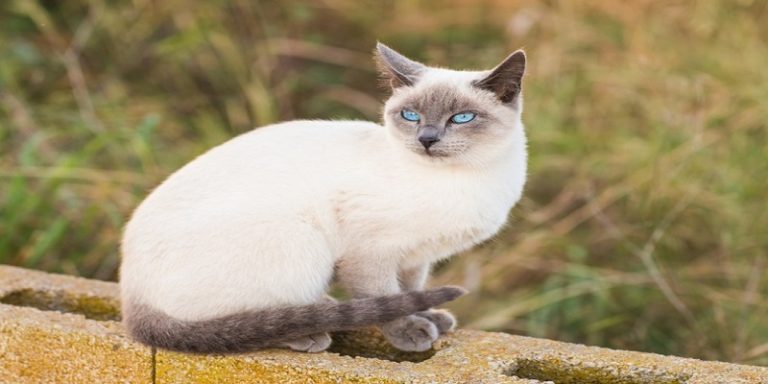 Are Siamese Cats Hypoallergenic?