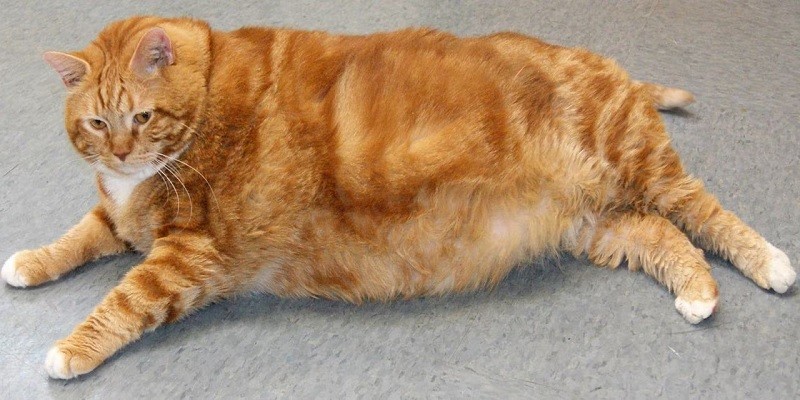 Are Tabby Cats Always Fat