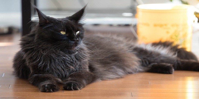 Black Maine Coon Cats