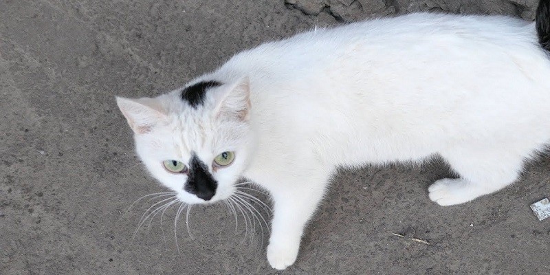 Can A White Cat Have A Black Nose