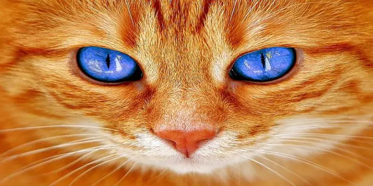 can-an-orange-cat-have-blue-eyes-poultry-care-sunday