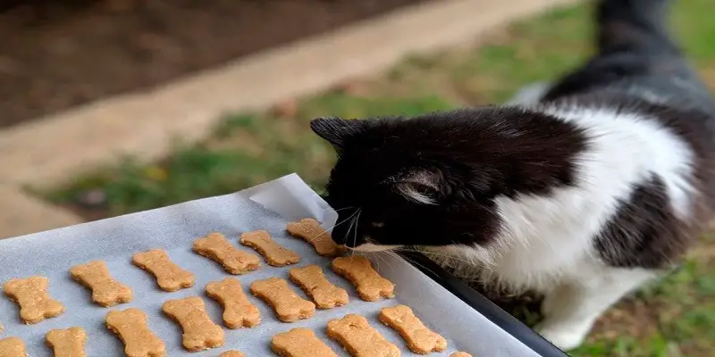 Can Cats Eat Cookies