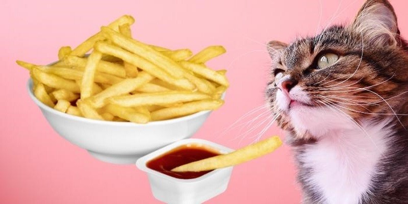 Can Cats Eat Fries