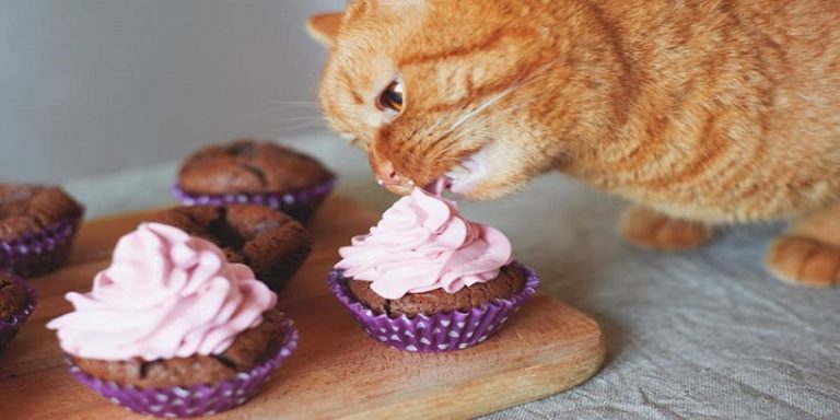 Can Cats Eat Frosting? - Poultry Care Sunday