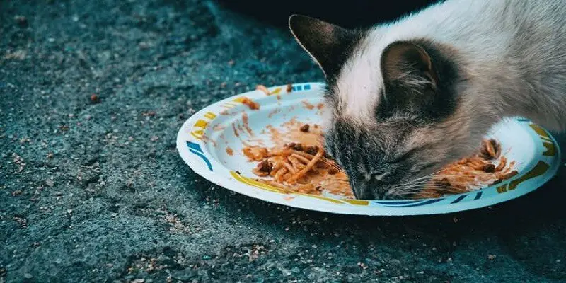 Can Cats Eat Tomato Sauce