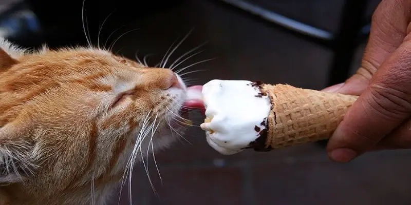 Can Cats Eat Vanilla Ice Cream