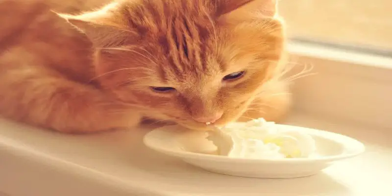 Can Cats Eat Vanilla Pudding