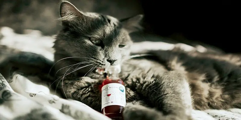 Can Cats Get Drunk