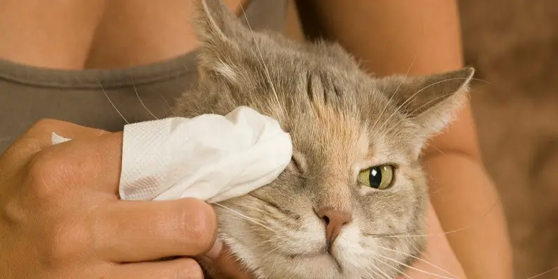 Can Cats Get Pink Eye From Humans