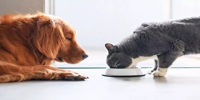 Can Cats Have Dog Treats 