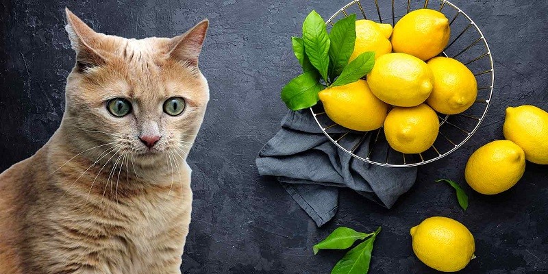 Can Cats Have Lemon