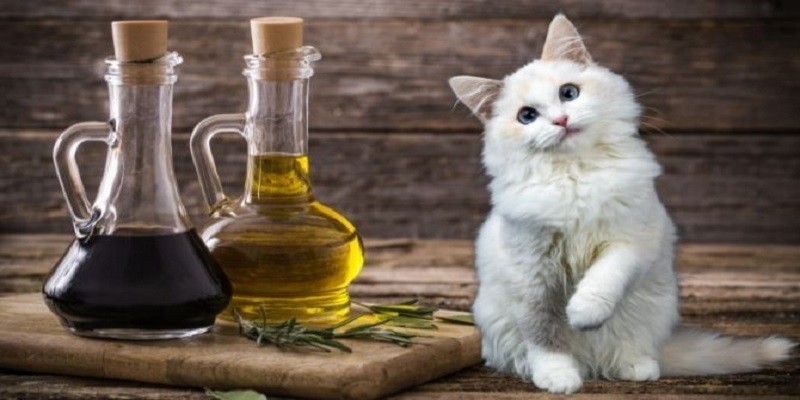 Can Cats Have Vinegar