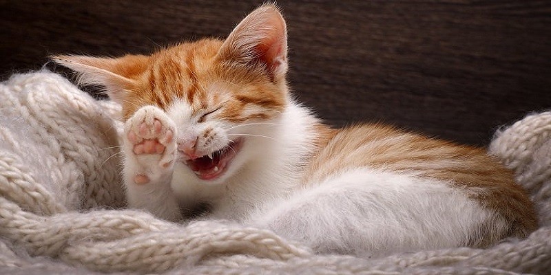 Can Cats Laugh