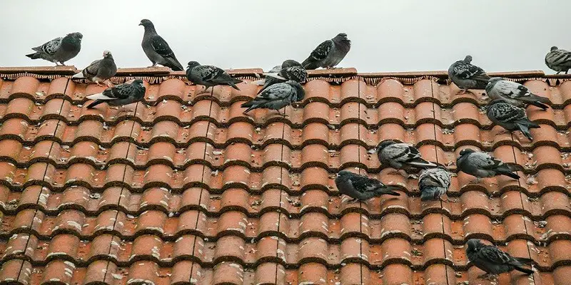 Can I Shoot Pigeons On My Roof