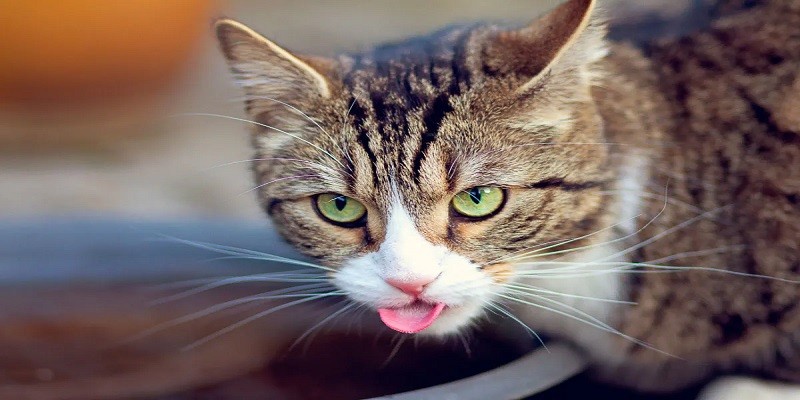 Cat Sticks Tongue Out When Petted